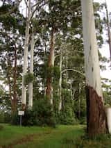 Eucalyptus grandis