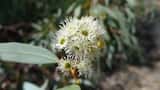 Eucalyptus largiflorens