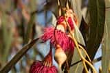 Eucalyptus leucoxylon var Rosea