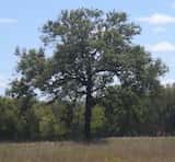 Eucalyptus melanophloia