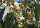 Eucalyptus melliodora