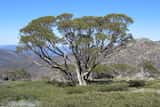 Eucalyptus pauciflora