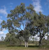 Eucalyptus populnea