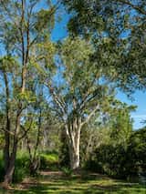 Eucalyptus racemosa