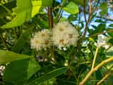 Eucalyptus robusta