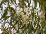 Eucalyptus tereticornis