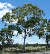 Eucalyptus thozetiana