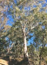 Eucalyptus viminalis