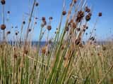 Knobby Club Rush is a perennial rush with clumps of dark-green stems on long creeping rhizomes. It grows to a height of 30-90 cm.<br>The stems are cylindrical (usually with a slight tapering at both...