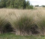 The Chaffy Saw-sedge is a tussock-forming perennial with flat grassy leaves. It has brown flower spikes in spring and summer.
