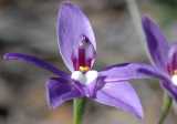 The Waxlip Orchid is a terrestrial orchid with star shaped flowers. The flowers are mauve or purple with same sized oval sepals and petals that taper at the tips. The centre of the flower is white....