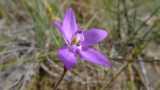 Glossodia minor