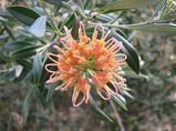 Grevillea 'Apricot Glow' is a cultivar of Grevillea olivacea. It is a small shrub 1-2 metres with oval leaves similar to Grevillea olivacea. Produces clusters of apricot orange spider flowers in...