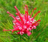 Grevillea 'Canberra Gem' is a cultivated hybrid from Grevillea juniperina and Grevillea rosmarinifolia raised in the early 1960's by Mr. P Moore at Yarralumla Government Nursery in Canberra. It is an...