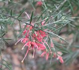 Grevillea ' Dargan Hill' is an upright or spreading compact shrub with narrow needle shaped leaves. It produces clusters of pink, red spider flowers in winter and spring.