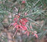 Grevillea 'Dargan Hill'