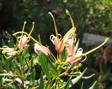 Grevillea 'Forest Rambler' is believed to be a hybrid between Grevillea shiressii and Grevillea juniperina. It is a low spreading shrub with bright green prickly leaves . The flowers are waxy and...