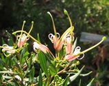 Grevillea 'Forest Rambler'