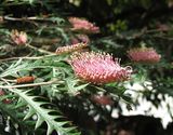 Grevillea 'Poorinda Anticipation' is a spreading shrub with toothbrush shaped clusters of pinkish flowers borne terminally on the branches in winter, spring and summer. It is said to be a cross...