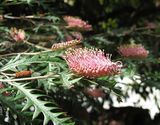 Grevillea 'Poorinda Anticipation'