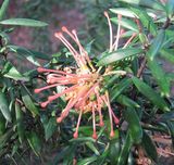 Grevillea 'Poorinda Queen' is an upright, spreading shrub with prolific flowers This cultivar is said to be a cross between Grevillea juniperina and a yellow form of Grevillea victoriae from...