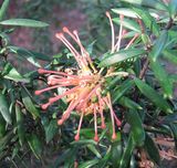 Grevillea 'Poorinda Queen'