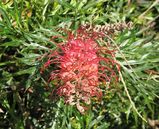 Grevillea 'Robyn Gordon' is a spreading shrub with clusters of pinking red flowers throughout the year. Grevillea 'Robyn Gordon' is a very popular grevillea cultivar and has been planted widely in...