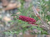 Grevillea 'Simply Sarah' is a hybrid between Grevillea longifolia and Grevillea beadleana which originated at Forestdale in Queensland, bred by Mr. Bryson Easton. It is a spreading shrub. The leaves...