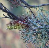 The Prickly Toothbrushes is a dense spreading shrub with prickly foliage and yellow toothbrush flowers with black styles in winter and spring.