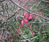 Grevillea asparagoides is a dense shrub with deeply dissected three-part prickly leaves about 20mm - 35 mm long. The leaf margins curve down under the leaf enclosing the lower surface of the leaf....