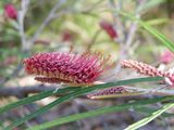 The Fern-leaf Grevillea is a large, spreading shrub with long sawtooth leaves and red or pinkish-red toothbrush flowers covering the branches in spring and summer. The long leaves have a reddish rust...