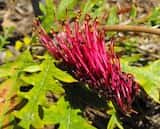 Grevillea 'Fanfare' is usually a prostrate shrub with a spread of 4 m to 5 m. the leaves are lobed and about 15 cm long and 4.5 cm wide. The lobes are about 1 cm wide tapering to a point. The flowers...