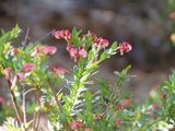 Bauers Grevillea is a low spreading shrub with bright green small narrow elliptic leaves about 0.5cm - 3cm long. Produces clusters of red flowers with cream tints in winter and spring.