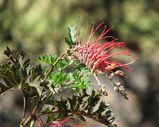 The Fuchsia Grevillea is a spreading shrub with pale orang to deep red flowers in spring and summer, and intermittently through the cooler months. Grevillea bipinnatifida has been a parent spcies...