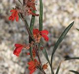 Grevillea bronwenae is an erect shrub with long hairy leaves about 40-120 mm long and 2-10 mm wide. The leaves have recurved margins. It produces showy red to orange flowers with blue styles from...