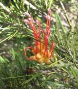 Red Combs or Elegant Grevillea is a spreading or erect shrub with green, cream, or red flowers in spring and summer and intermittently throughout the year. It has simple leaves about 20-70 mm long...