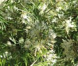 Grevillea corrugata