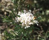 Grevillea crithmifolia is a dense thickly branched shrub. It produces white or pink flowers from June to November. The leaves are simple and about 12mm - 30 mm long. It produces clusters of white or...