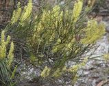 Grevillea didymobotrya is an erect shrub with cream or yellow flowers between August and January. The leaves are simple and linerar, about about 3cm - 12 cm long and 1mm - 3 mm wide. The leaf margins...