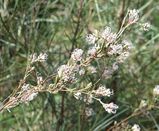 The Spindly Grevillea is a sparse to bushy shrub with racemes of small cream or pink flowers from July to November. The leaves are simple and undissected, 30-90 mm long and 3-4 mm wide. The fruit is...