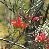 Grevillea erectiloba is a bushy shrub. The leaves are about 60mm - 100mm long and deeply dissected with leaf lobes 5mm -75mm long and about 1mm wide. It produces red or orange flowers between...