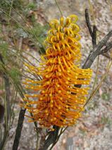 The Flame Grevillea is a shrub or small tree with white, yellow or orange toothbrush-like flowers from July to November. The leaves ar 100-230 mm long and dissected with leaf lobes 150mm -200 mm long...