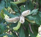 The White Silky Oak is a medium to large tree. Juvenile leaves are lobed (pinnatifid or pinnatisect) and about 25cm - 40cm long and 15cm - 30cm wide. Each leaf has 3-10 lobes about 8cm - 25cm long....