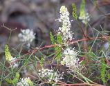 Grevillea intricata is a dense spreading shrub with intricately branched foliage. The leaves are 50mm -110mm long and dissected into narrow leaf lobes about 20mm - 40mm long and 1mm wide. The leaf...