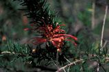 Juniper-leaf Grevillea is a variable species that is found in prostrate forms and shrubby forms. The sharp-pointed leaves are linear about 5mm - 35 mm long. Produces clusters of yellow, apricot, pink...