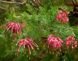 Grevillea lanigera 'Coastal Gem' is a small shrub. It produces clusters of red flowers from March to December. The soft leaves are grey green and hairy and have a somewhat succculent appearance....