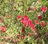 The Lavender Grevillea is a small spreading shrub/. The small leaves are grey-green, resembling lavender (although some forms have darker green leaves). It produces clusters of bright red or pink...
