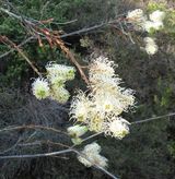 The White-plumed Grevillea is a bushy spreading shrub. The leaves are about 12cm - 35cm long and finely dissected into narrow lobes about 10cm - 20cm long and 1.5mm - 6mm wide. The leaf margins are...