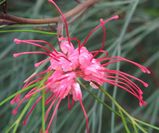 Grevillea longistyla is a large spreading shrub. The leaves are grey-green and deeply divided into narrow segments. It has orange to red spider-shaped flowers in spring and summer.