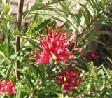 Grevillea obtusiflora is a dense prostrate or spreading shrub with clusters of pink or red spider shaped flowers in winter and spring. The leaves are simple obovate , 10mm -35 mm long and 2mm - 3mm...